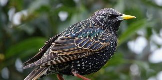 Graurul (Familia Sturnidae), o pasăre agilă asemănătoare corbului Graurul (Familia Sturnidae), se aseamănă mult cu un corb