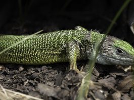 Gușterul (Lacerta Viridis), o specie comună în țară noastră