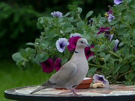 Guguștiucul (Streptopelia decaocto), o pasăre din familia columbidae