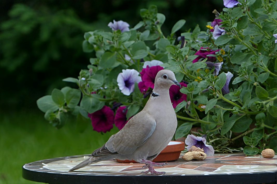 Guguștiucul (Streptopelia decaocto), o pasăre din familia columbidae