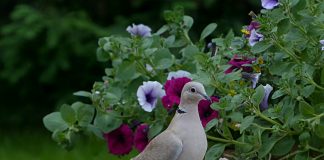 Guguștiucul (Streptopelia decaocto), o pasăre din familia columbidae