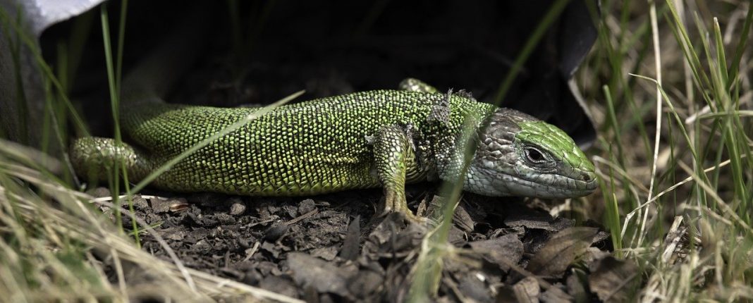 Gușterul (Lacerta Viridis), o specie comună în țară noastră Gușterul (Lacerta Viridis), o specie comună în țară noastră