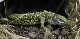 Gușterul (Lacerta Viridis), șopârla de culoare verde vibrantă care domină peisajul montan Gușterul (Lacerta Viridis), o specie comună în țară noastră