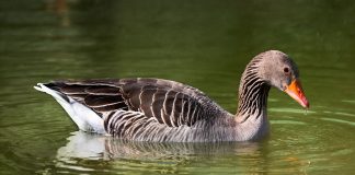 Gâsca de vară (Anser Anser), cea mai mare dintre speciile de gâște