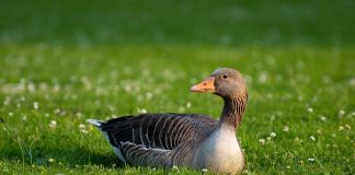 Gâștele (genul Anser), păsări acvatice mari