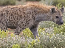 Hiena (Crocuta Crocuta), animale ce trăiesc în clanuri organizate