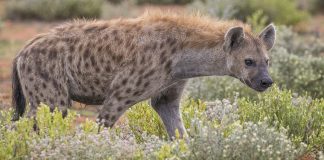 Hiena (Crocuta Crocuta), un animal feroce și organizat care trăiește în clanuri Hiena (Crocuta Crocuta), animale ce trăiesc în clanuri organizate