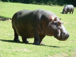 Hipopotamul (Hippopotamus amphibius), al treilea mamifer terestru ca și mărime