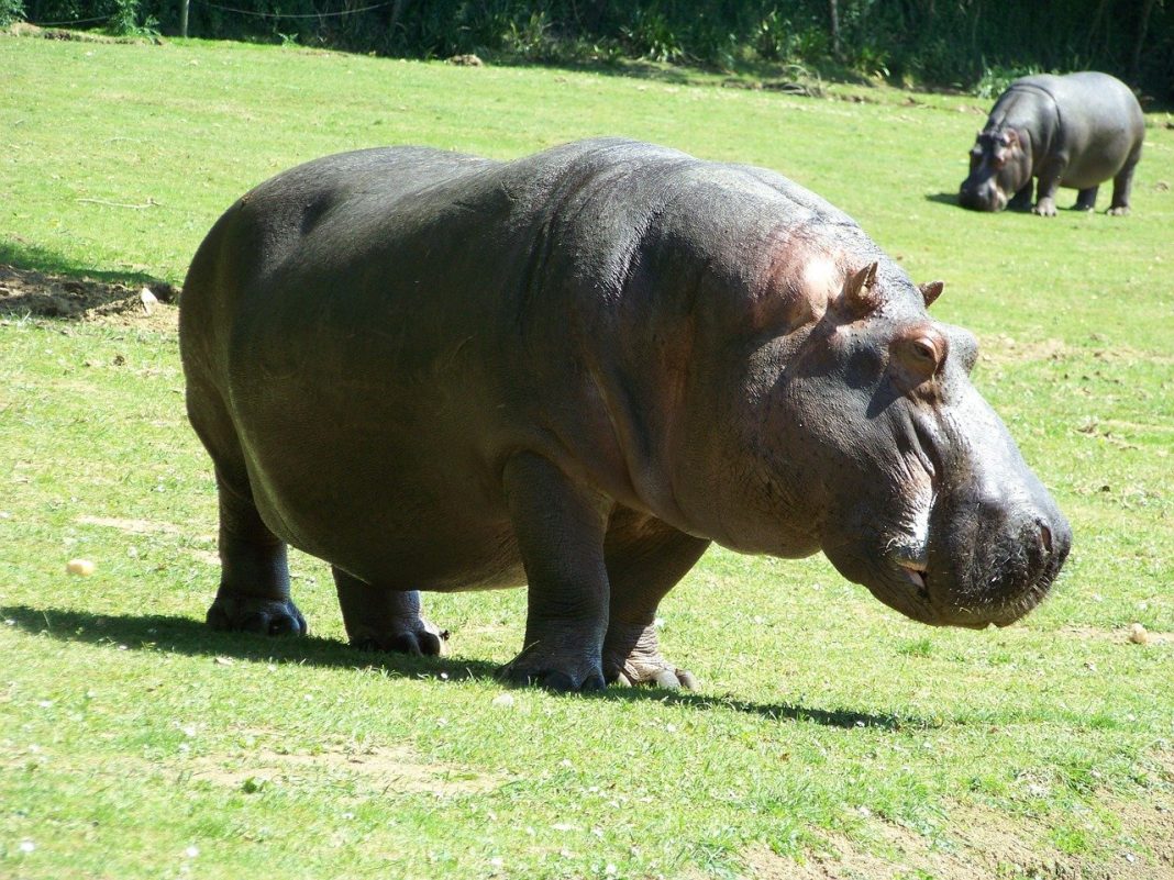 Hipopotamul (Hippopotamus amphibius), al treilea mamifer terestru ca și mărime
