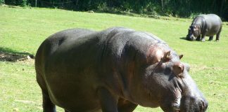 Hipopotamul (Hippopotamus amphibius), al treilea mamifer terestru ca și mărime