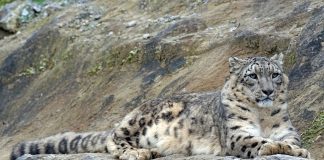 Irbisul sau leopardul zăpezii, silueta elegantă din munți