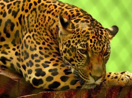 Jaguarul (Panthera onca), un animal carnivor care știe să înoate