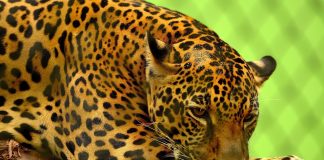 Jaguarul (Panthera onca), un animal carnivor care știe să înoate