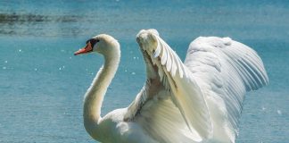 Lebedele, păsări din genul Cygnus cu gâtul lung și zvelt