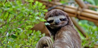 Leneșul, un mamifer din America Centrala și de Sud