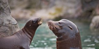 Leul de mare, un mamifer marin din subordinul Pinnipedia