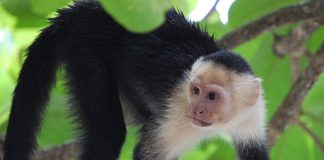 Maimuța capucin (Cebidae), deseori animale de companie