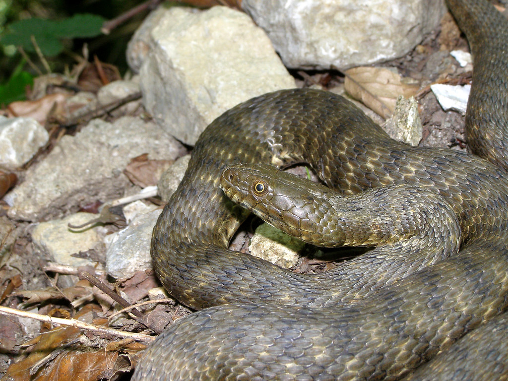 Natrix sipedon