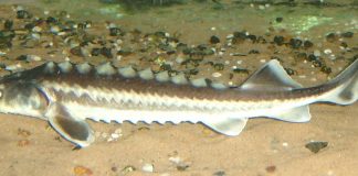 Nisetrul (Acipenser gueldenstaedtii), un sturion din Marea Caspică, Marea Neagră și Marea Azov