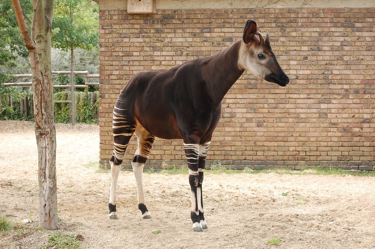 Okapi - ciudata rudă a girafei oficial recunoscută în 1901