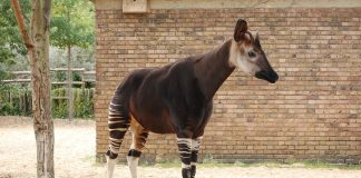 Okapi - ciudata rudă a girafei oficial recunoscută în 1901