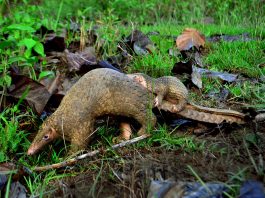 Pangolin, un animal cu solzi care trăiește izolat