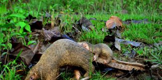 Pangolin, un animal cu solzi care trăiește izolat