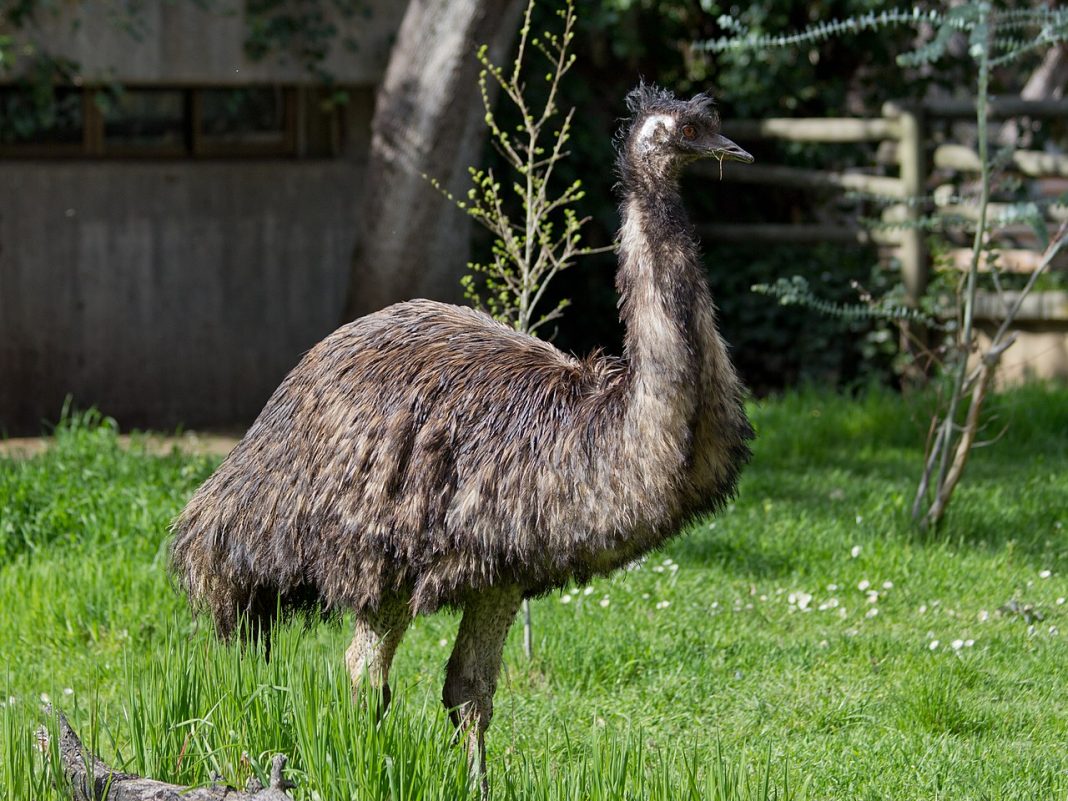 Emu, Cea Mai înaltă Pasăre Din Australia, Dietă și Comportament