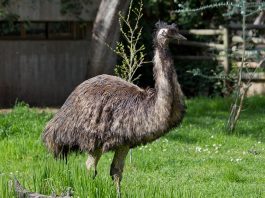 Pasărea Emu (Dromaius novaehollandiae), cea mai înaltă specie din Australia