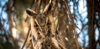 Pasarea Ciuful de Padure - Asio Otus