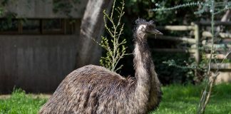 Pasărea Emu (Dromaius novaehollandiae), cea mai înaltă specie din Australia