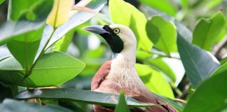 Pasărea paradisului cu un colorit splendid