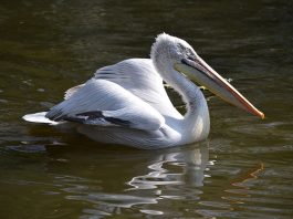 Pelicanul creț (Pelecanus Crispus), cea mai mare pasăre din familia sa