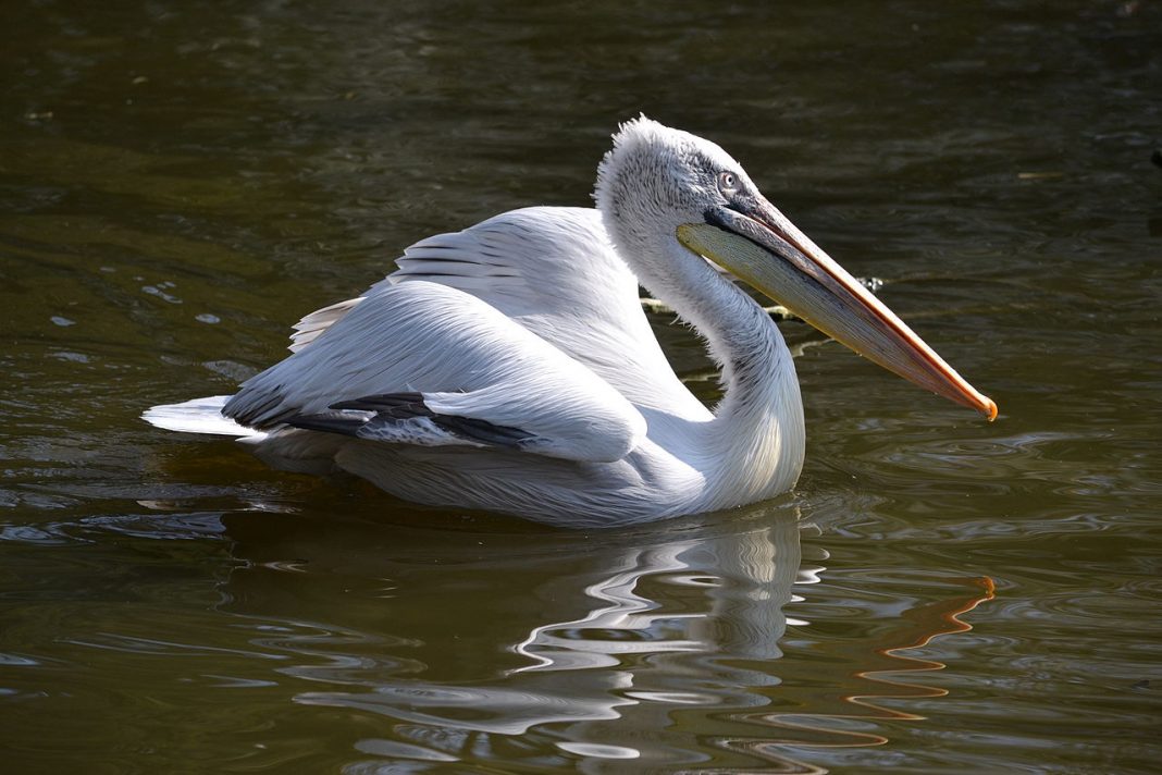 Pelicanul creț (Pelecanus Crispus), cea mai mare pasăre din familia sa