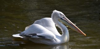 Pelicanul creț (Pelecanus Crispus), cea mai mare pasăre din familia sa