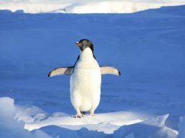 Pinguinul, o pasăre ce trăiește în Antarctica