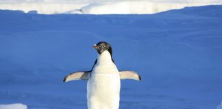 Pinguinul, o pasăre ce trăiește în Antarctica