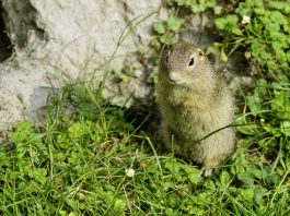Popândăul comun (Citellus citellus), rozătoare extrem de vioaie
