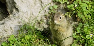 Popândăul comun (Citellus citellus), rozătoare extrem de vioaie