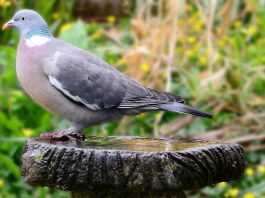 Porumbelul gulerat, o pasăre răspândită în toată România