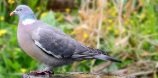 Porumbelul gulerat (Columba palumbus), pasărea răspândită în România Porumbelul gulerat, o pasăre răspândită în toată România