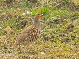 Potârnichea (Perdix perdix), o pasăre de câmpie și deal