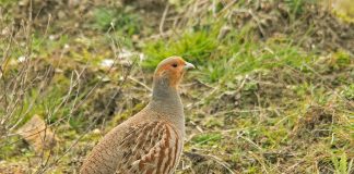 Potârnichea (Perdix perdix), pasărea de câmpie și deal a României Potârnichea (Perdix perdix), o pasăre de câmpie și deal