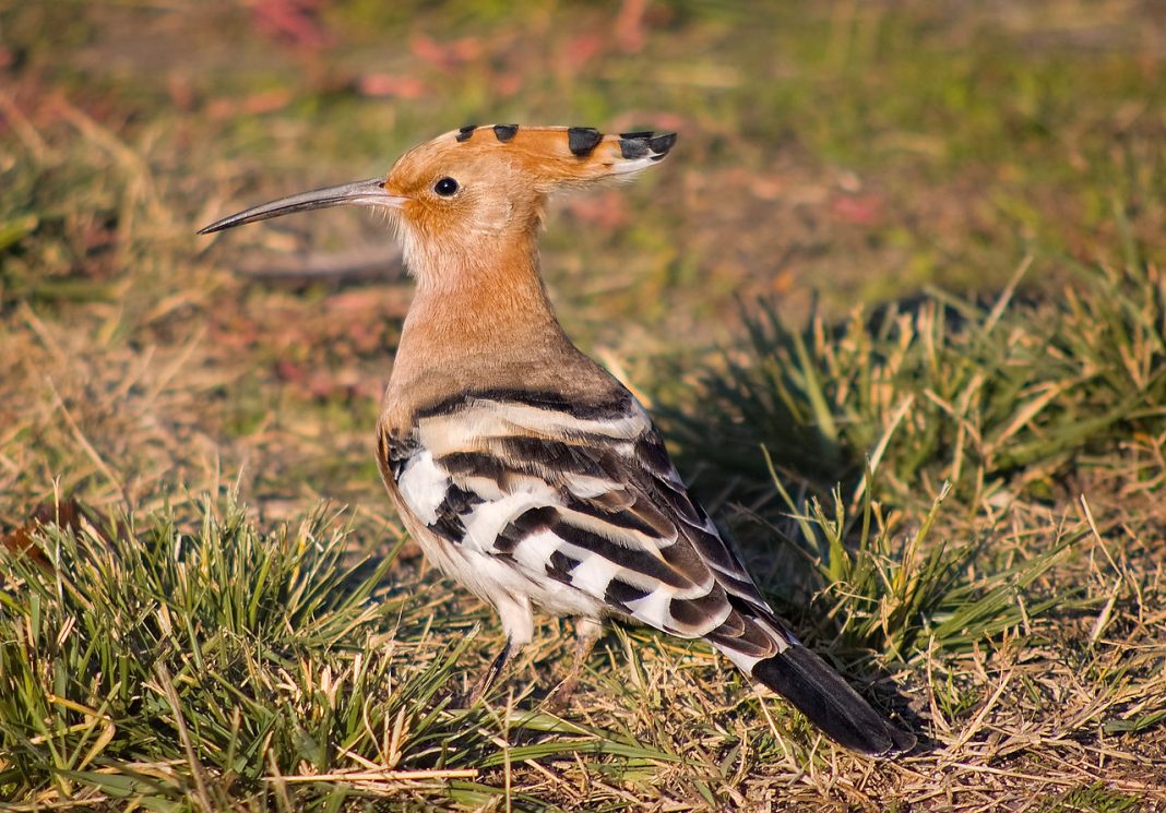 Pupăza (Upupa epops), pasăre din țara noastră Pupăza (Upupa epops), pasăre din țara noastră