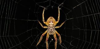 Păianjenul, descoperă totul despre această specie