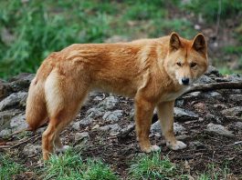 Rasa de câine Dingo (Canis lupus dingo), un animal nativ al Australiei