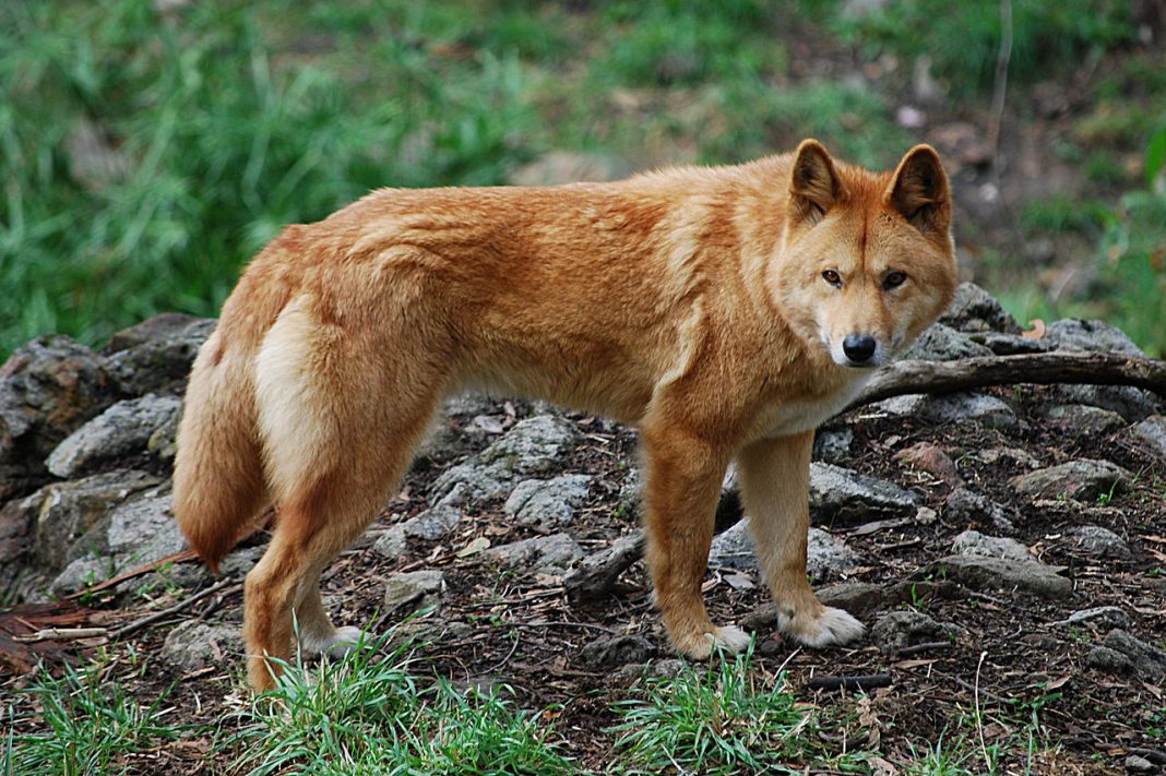 Rasa de câine Dingo (Canis lupus dingo), un animal nativ al Australiei
