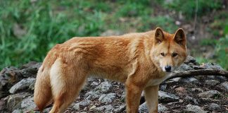 Rasa de câine Dingo (Canis lupus dingo), un animal nativ al Australiei