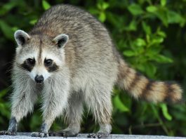 Ratonul (Procyon lotor) din pădurile boreale din America de Nord