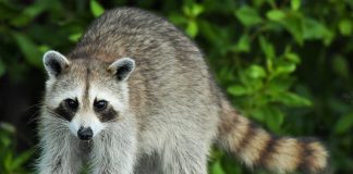 Ratonul (Procyon lotor) din pădurile boreale din America de Nord